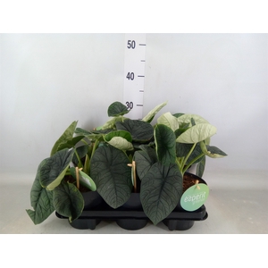 Alocasia melo