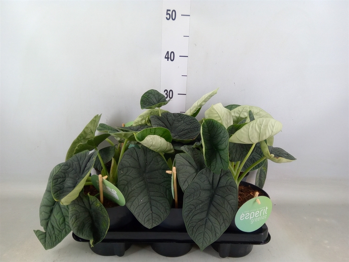<h4>Alocasia melo</h4>