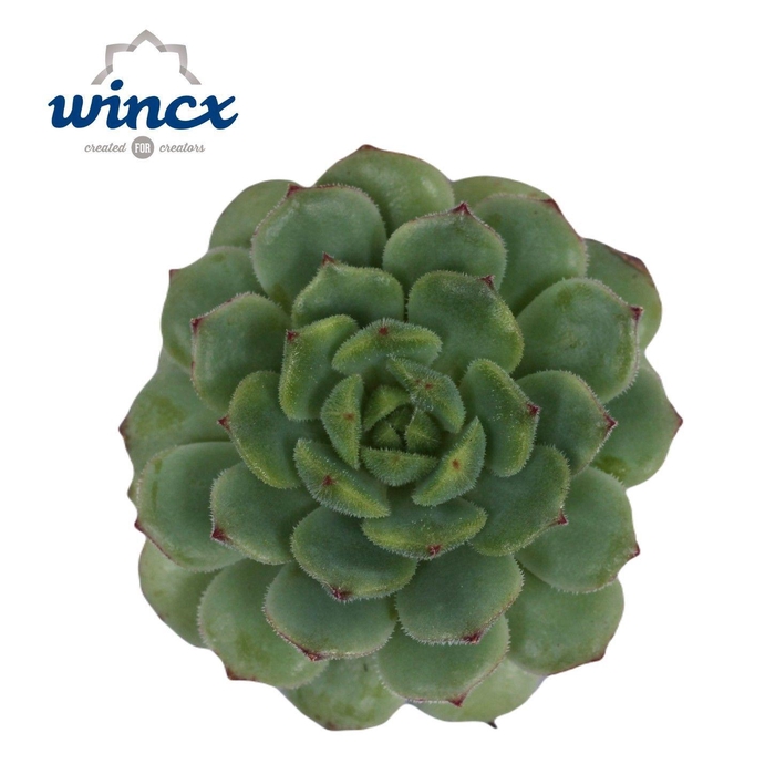 <h4>Echeveria Derenbergii Green Cutfl</h4>