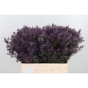 Lim Safora Dark Blue