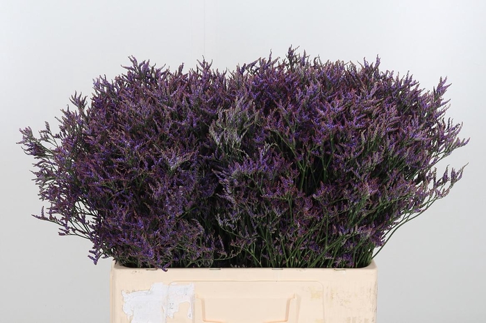 <h4>Lim Safora Dark Blue</h4>