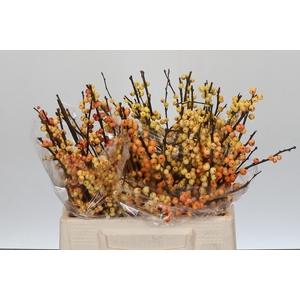 Ilex Cresgold