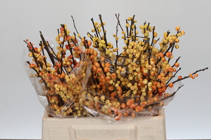 <h4>Ilex Cresgold</h4>