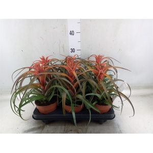 Tillandsia capitata 'Hermosa'
