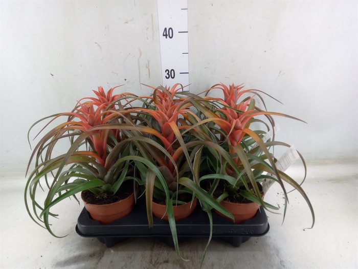 <h4>Tillandsia capitata 'Hermosa'</h4>