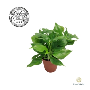 Monstera piccolo, 12cm 100 % veenvrij