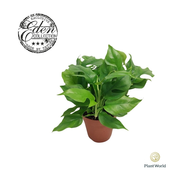 <h4>Monstera piccolo, 12cm 100 % veenvrij</h4>