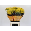 Achillea Golden Painted Prairi