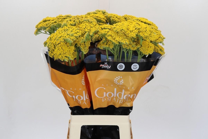 Achillea Golden Painted Prairi