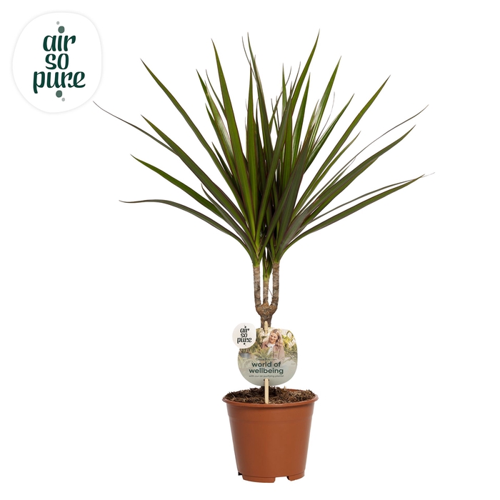 <h4>Dracaena marg.</h4>