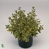 MYRTUS COM VARIEGATA