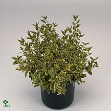 MYRTUS COM VARIEGATA