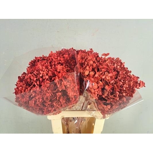 Pf Hydrangea Red Bs