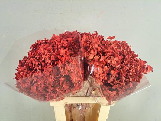 <h4>Pf Hydrangea Red Bs</h4>