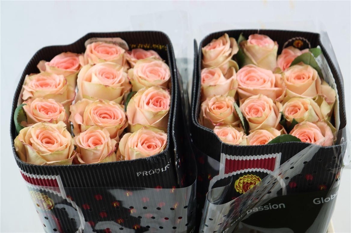 <h4>R Gr New Emotion</h4>