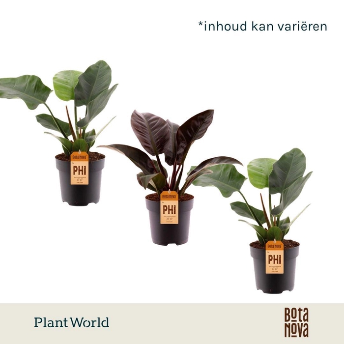 <h4>Philodendron Imperial Green & Red</h4>