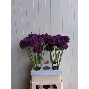 ALLIUM AMBASSADOR