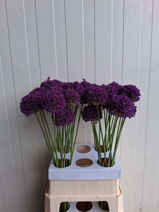 <h4>ALLIUM AMBASSADOR</h4>