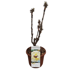 PAEONIA SUFFRUTICOSA