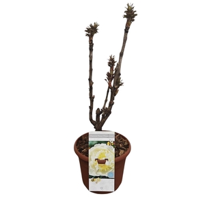 PAEONIA SUFFRUTICOSA