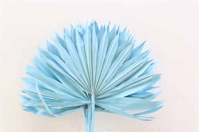 <h4>Dried Palm Sun 6pc Light Blue Bunch</h4>