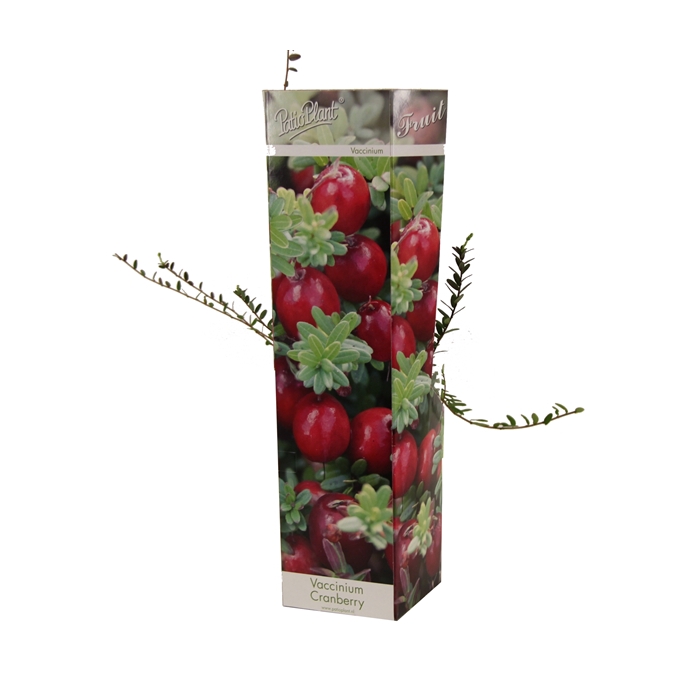<h4>Vaccinium macrocarpon Cranberry</h4>