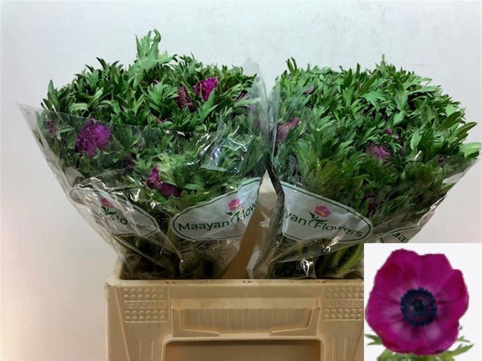 <h4>ANEM CO GALIL PURPER</h4>