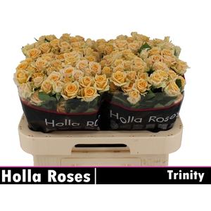 R TR TRINITY
