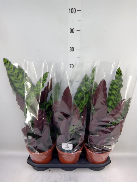 <h4>Calathea lancifolia</h4>