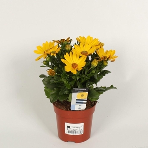 Osteospermum Sunny Asti