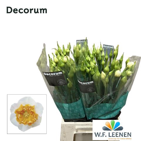 Narcissus Amadeus Mozart Small Box 100