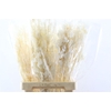Dried Lunaria Bleached Bunch