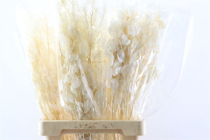 <h4>Dried Lunaria Bleached Bunch</h4>