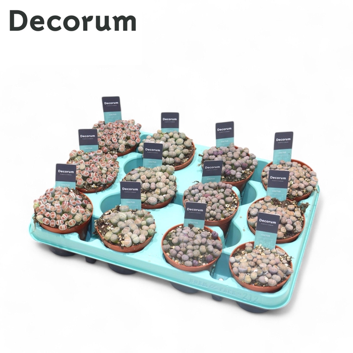 <h4>Lithops Mix (Decorum)</h4>