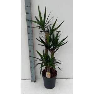 YUCCA