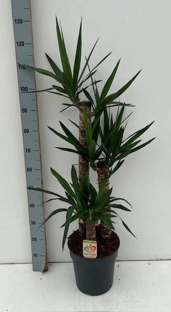 <h4>YUCCA</h4>