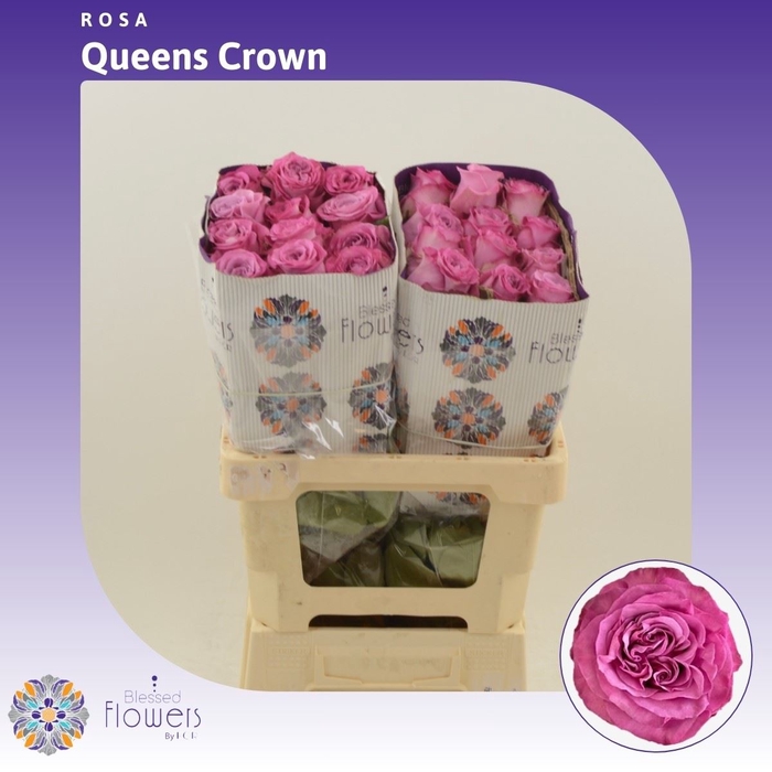 <h4>Rosa gr Queens Crown</h4>