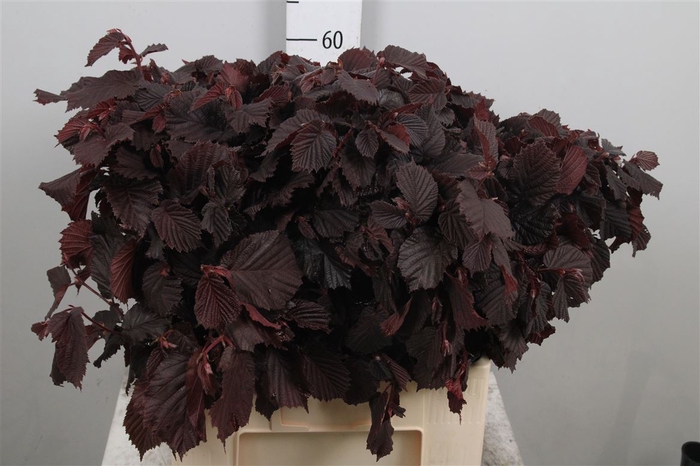 <h4>Coryl Av Roter Zelle</h4>