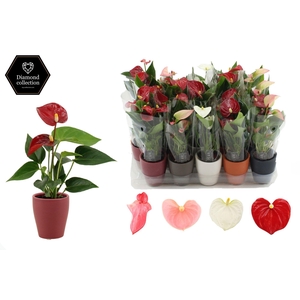 Anthurium 6 cm 4 color mix in Carly mix 1 ceramics