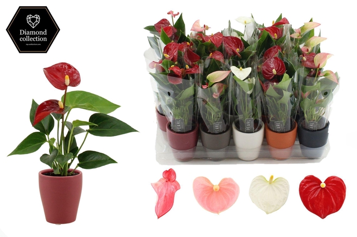 <h4>Anthurium 6 cm 4 color mix in Carly mix 1 ceramics</h4>