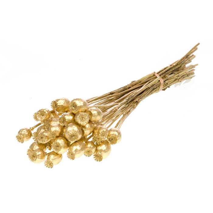 <h4>Papaver Gold</h4>