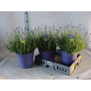 Lavandula angus. 'Hidcote'