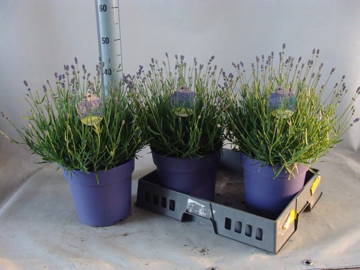 <h4>Lavandula angus. 'Hidcote'</h4>