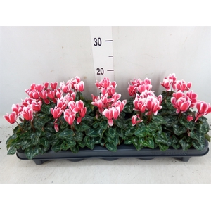 Cyclamen KL 'Smartiz Fantasia'