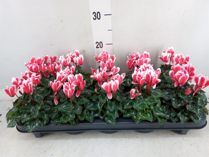 <h4>Cyclamen KL 'Smartiz Fantasia'</h4>