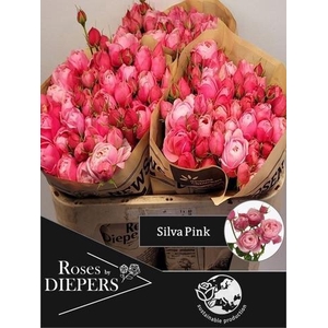 R TR SILVA PINK+ (Diepers)