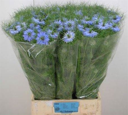 <h4>Nige D Sky Blue</h4>