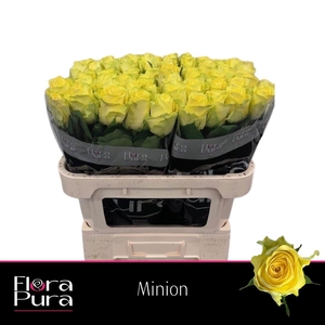 R GR MINION ROSE