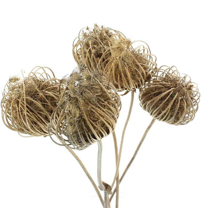 <h4>Dried Ammi Natural X X L (p Stem)</h4>