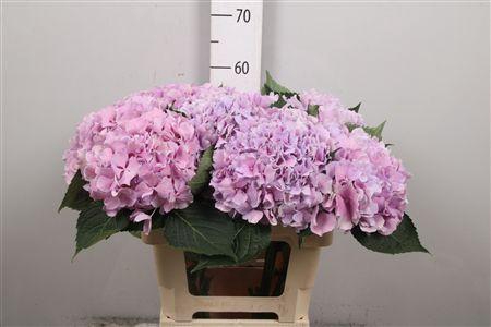 Hydr Royal Benefit